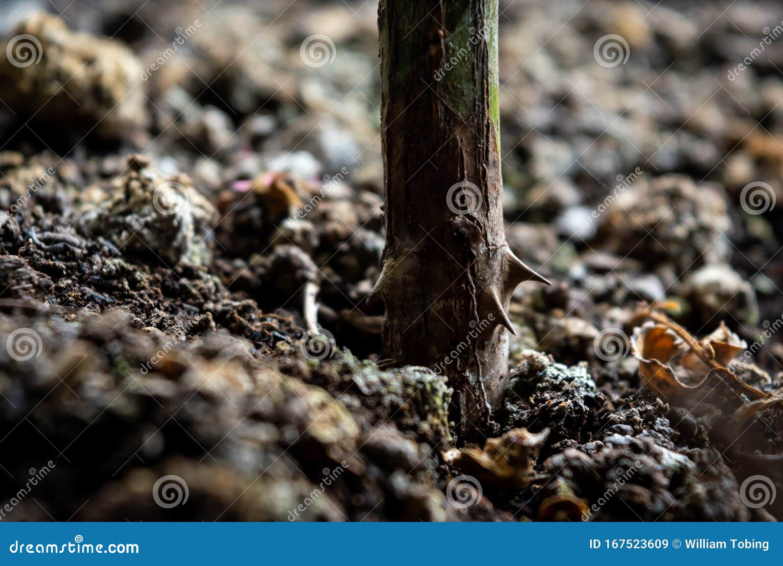 Plants that Grow on the Ground. Close Up or Macro Shots Stock Image