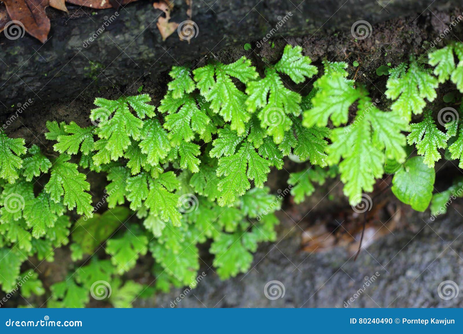 Plants that Grow on Rocks in the Waterfall Stock Photo Image of rocks