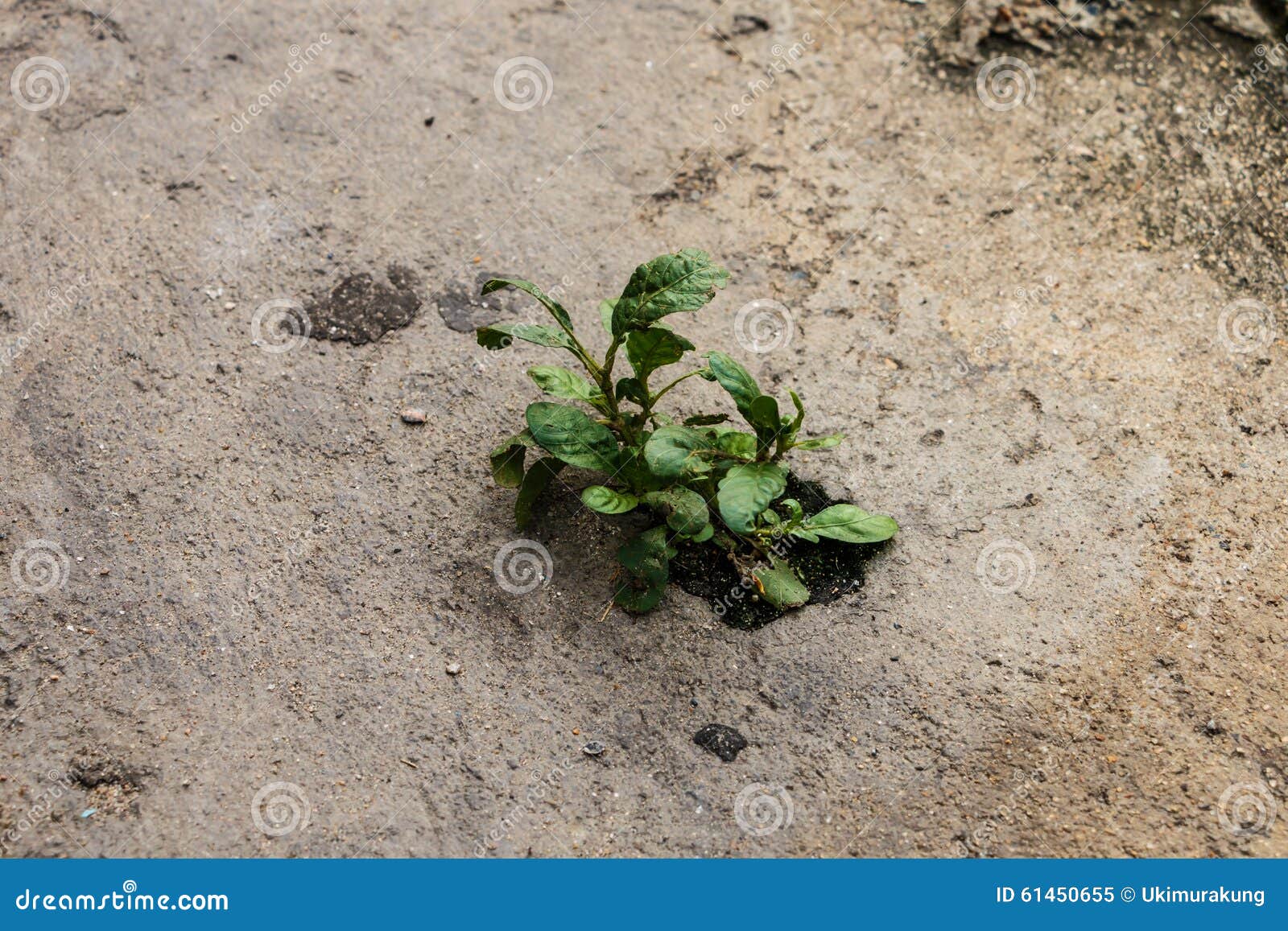 Plants Grow Up on the Cement Concrete Stock Image Image of street, strength 61450655
