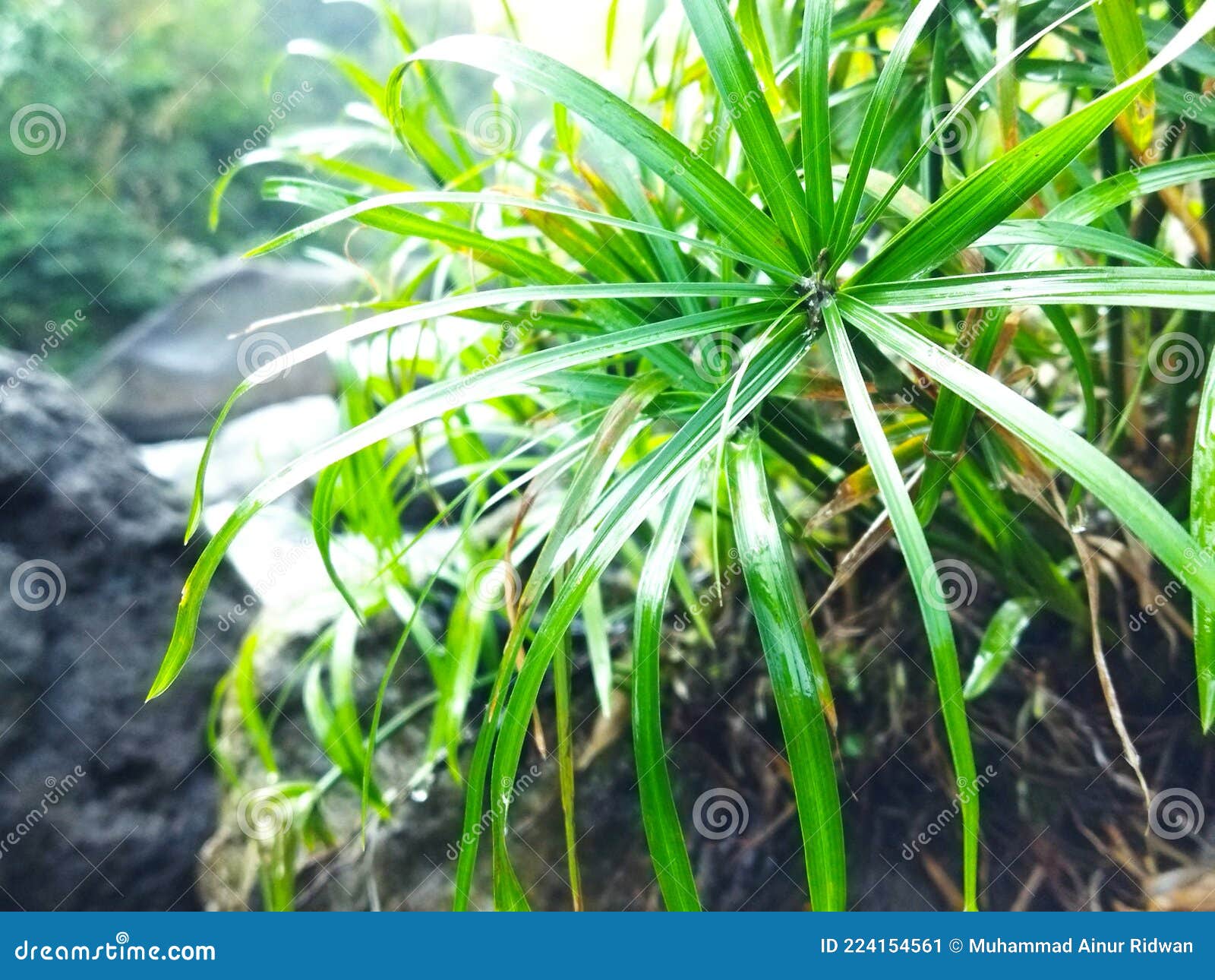 Plants Growing Around the River Stock Image Image of growing, leaf