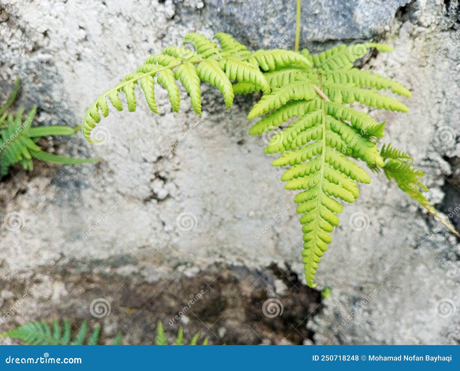 Plants Growing on Cement Walls Stock Photo Image of spruce, herb