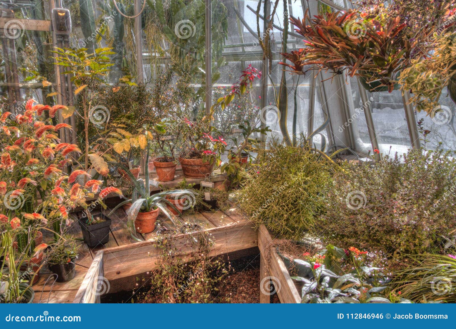 Plants Growing in a Greenhouse in Winter Stock Photo Image of floral, plants 112846946