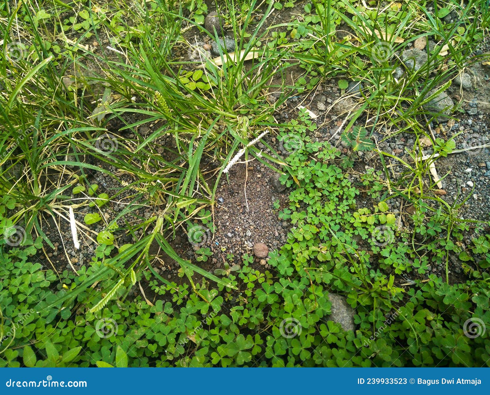 Plants Growing on the Ground Stock Image Image of produce, woodland