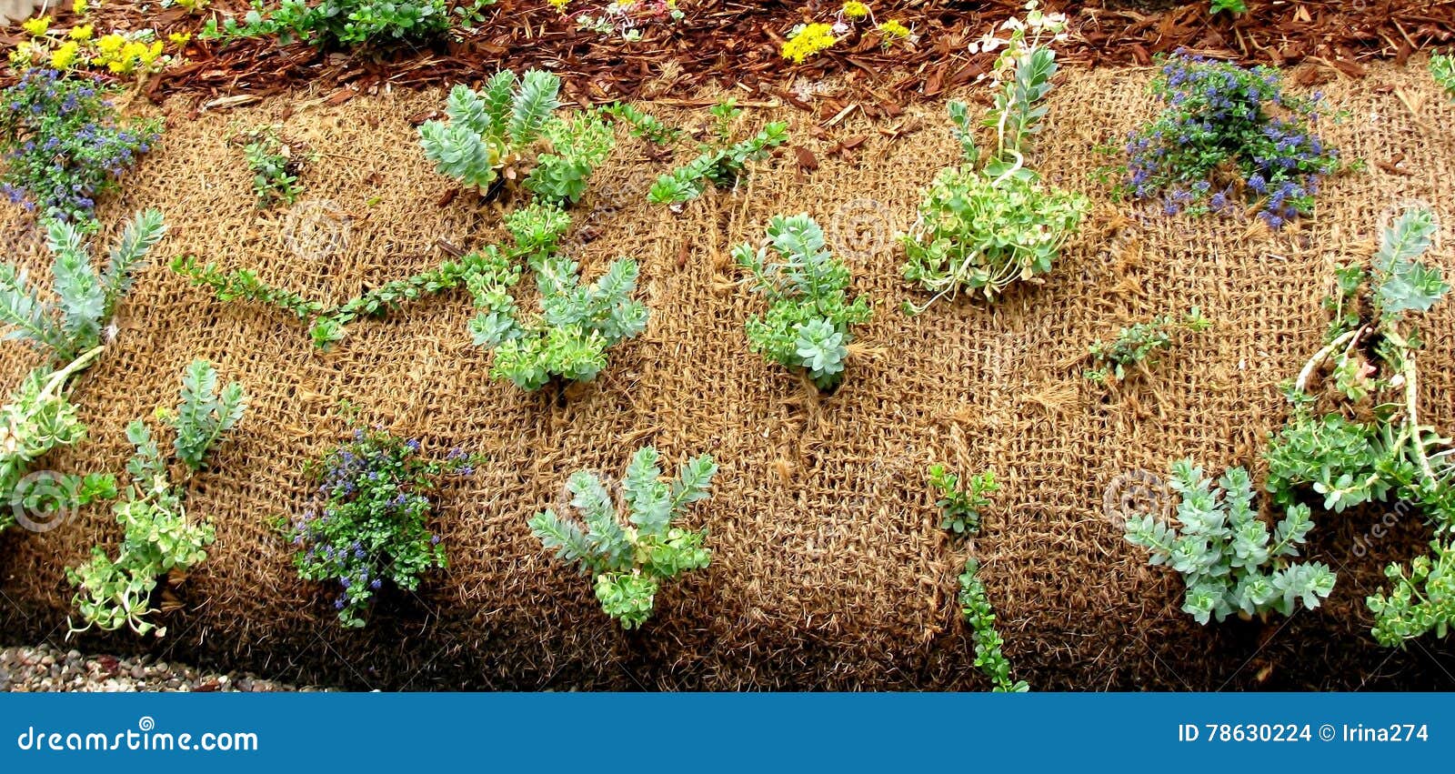 Plants Growing through Landscape Fabric Stock Photo Image of garden