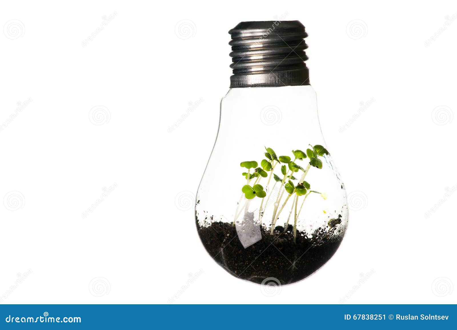 Plants Growing in Light Bulb Isolated on White Stock Image Image of