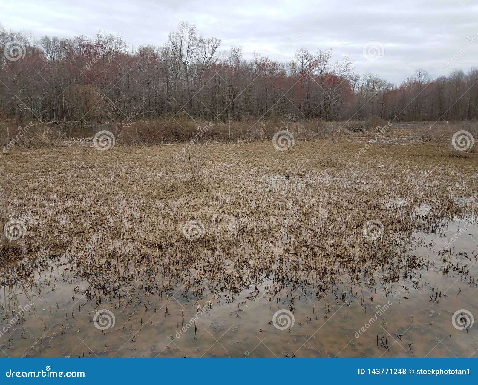 Plants Growing in the Mud and Water in a Swamp Stock Photo Image of