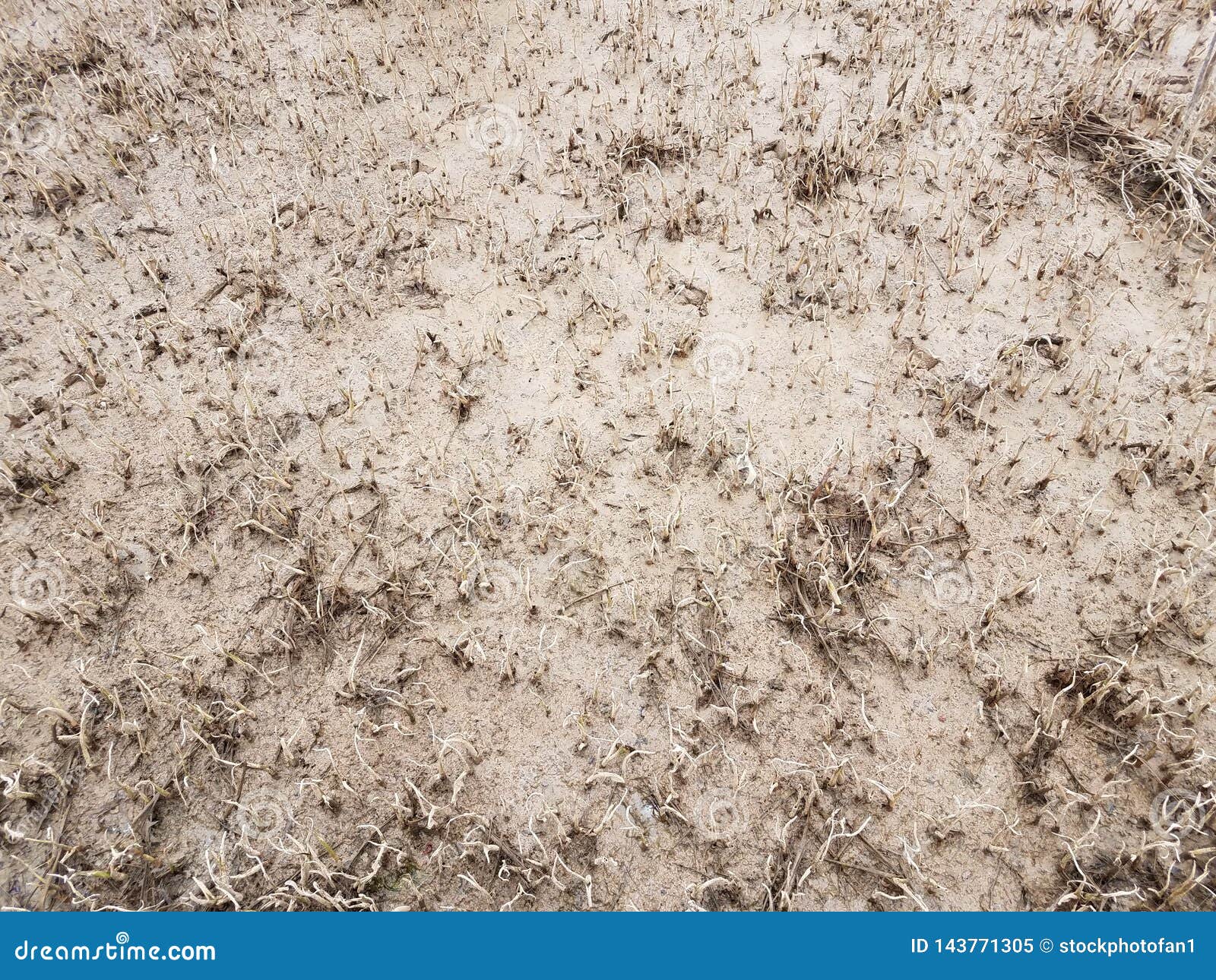 Plants Growing in the Mud and Water in a Swamp Stock Image Image of