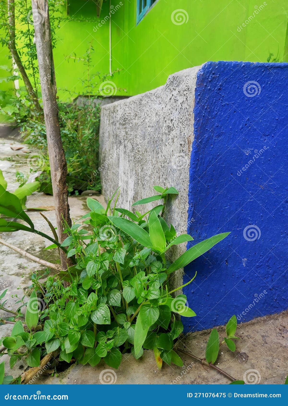 Plants Growing Near the Walls Stock Image Image of green, walls