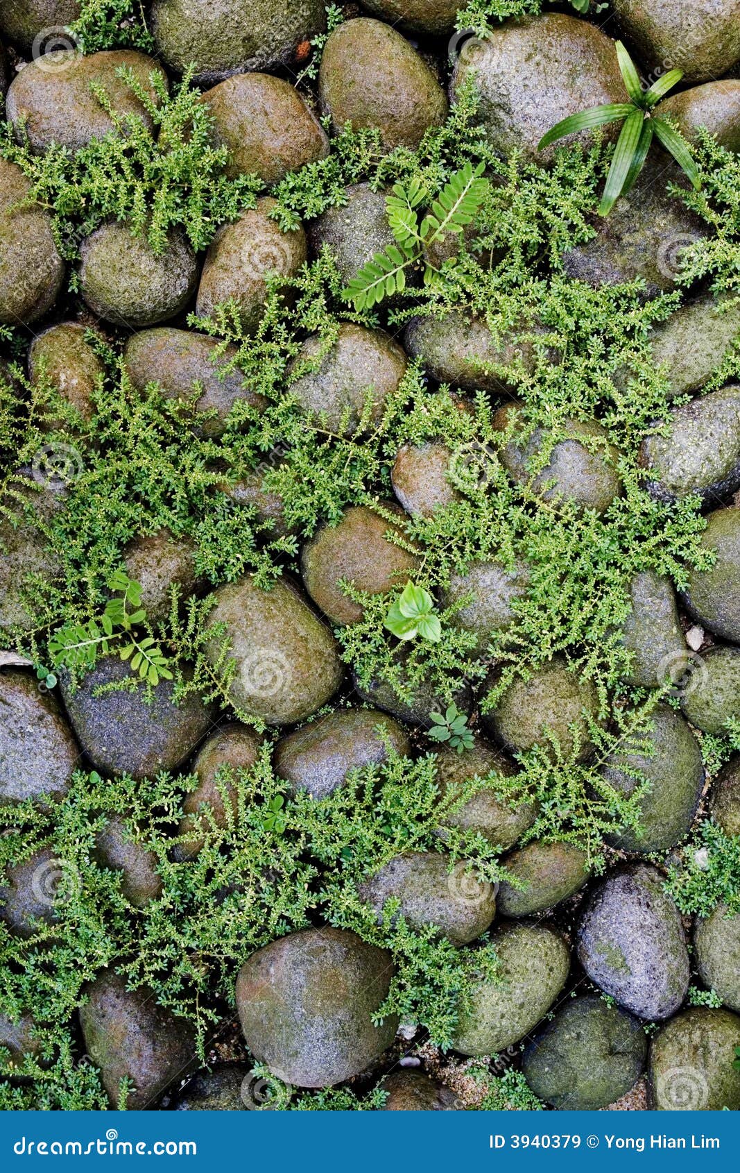 plants growing among rocks stock image image of plants 3940379 plants growing among rocks stock image image of plants 3940379