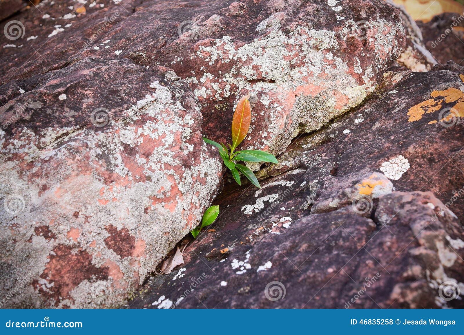 Plants Growing on the Rocks, the Concept of a Difficult Life. only the