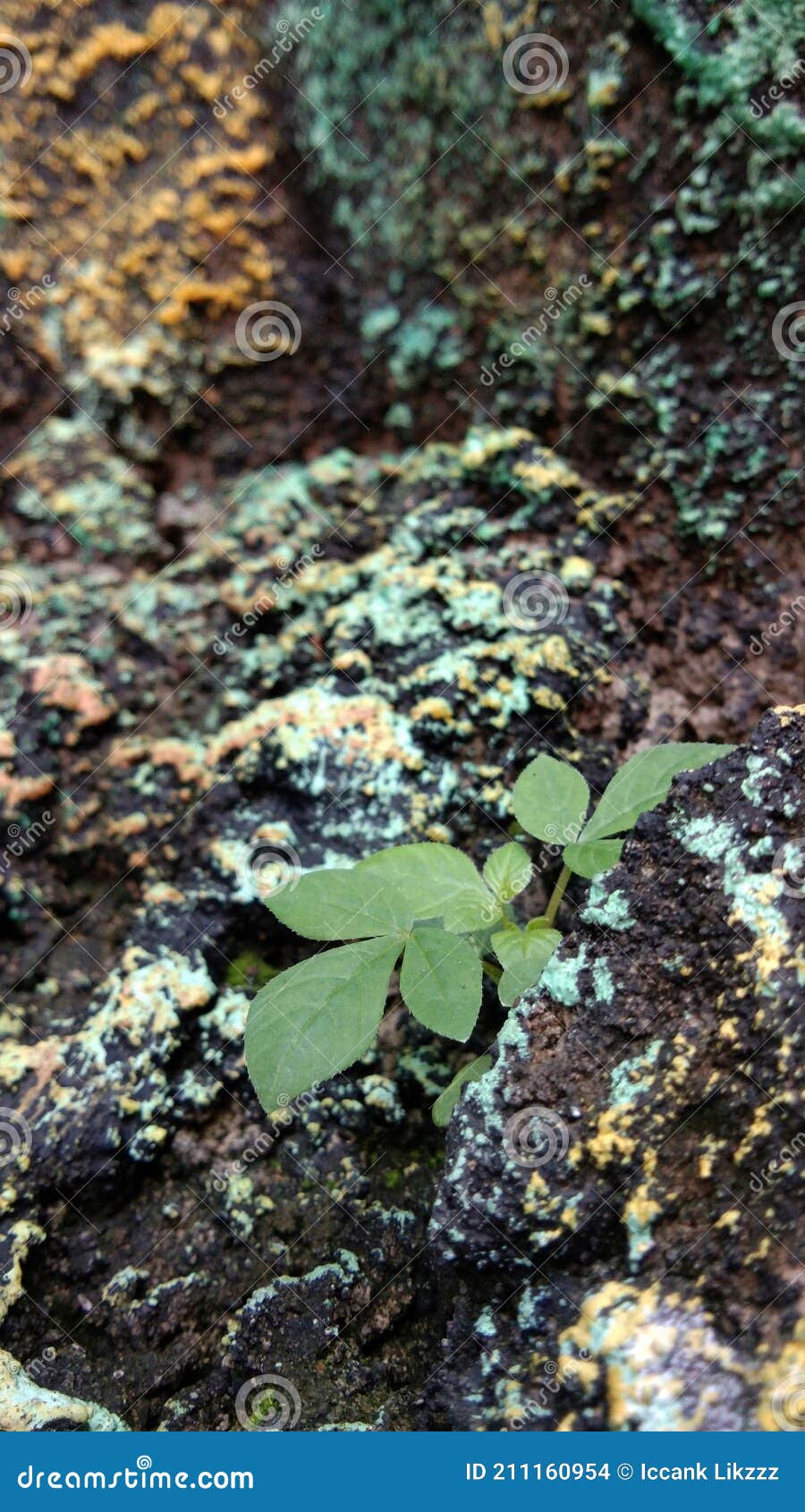 Plants Growing on the Rocks Stock Photo Image of colorful, growing