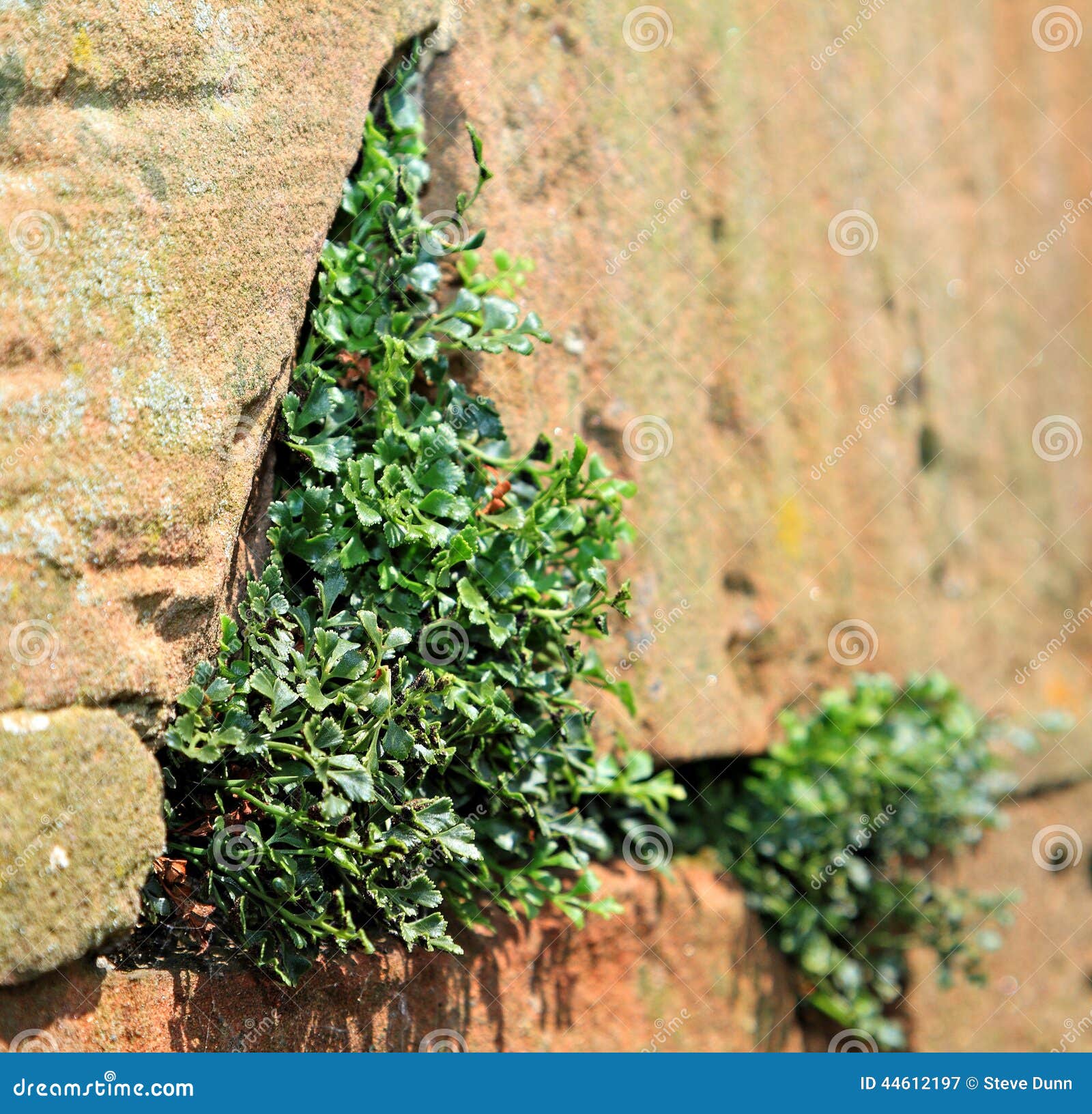 Plants Growing in Stone Wall Stock Image Image of leaves, greenery 44612197