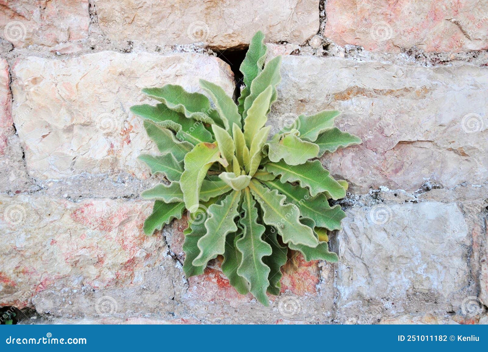 Plants Growing on the Stone Wall Stock Photo Image of garden, green 251011182