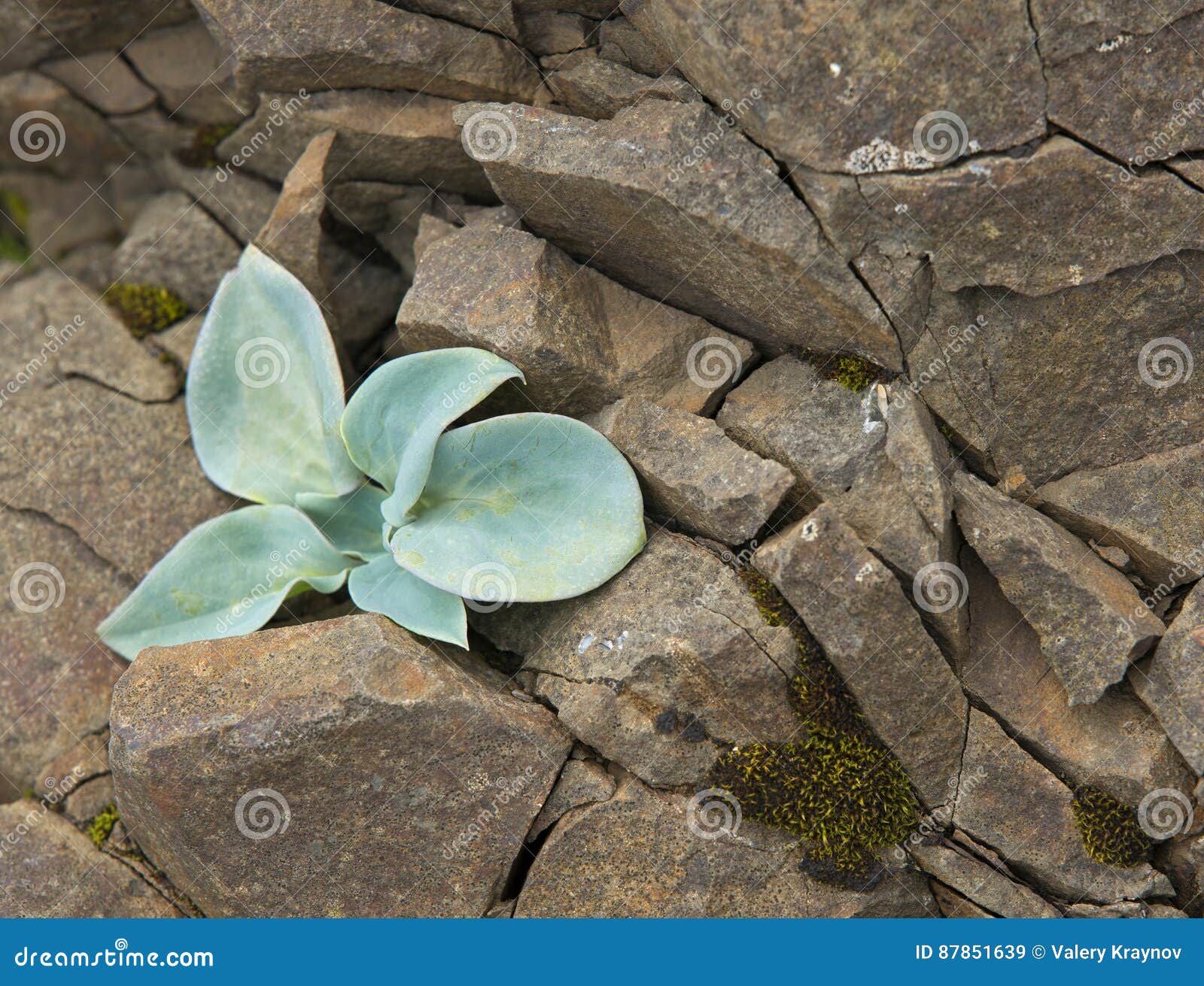 Plants growing on stones stock image. Image of rock, flora 87851639