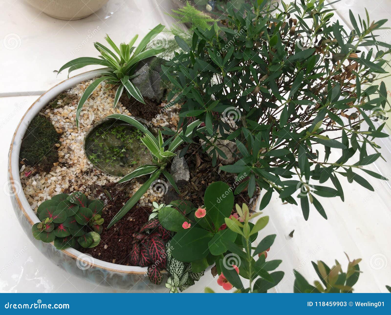 Plants Growing Together in the Pot Stock Image Image of base, grow