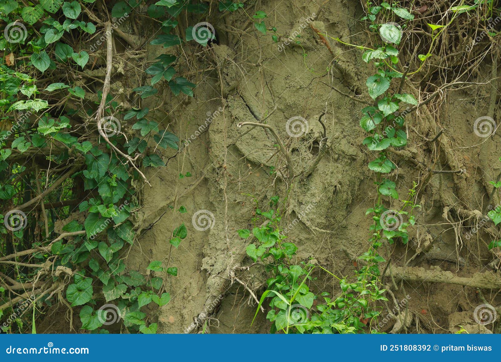 Plants is Growing in the Wall Made of Mud Stock Photo Image of fresh