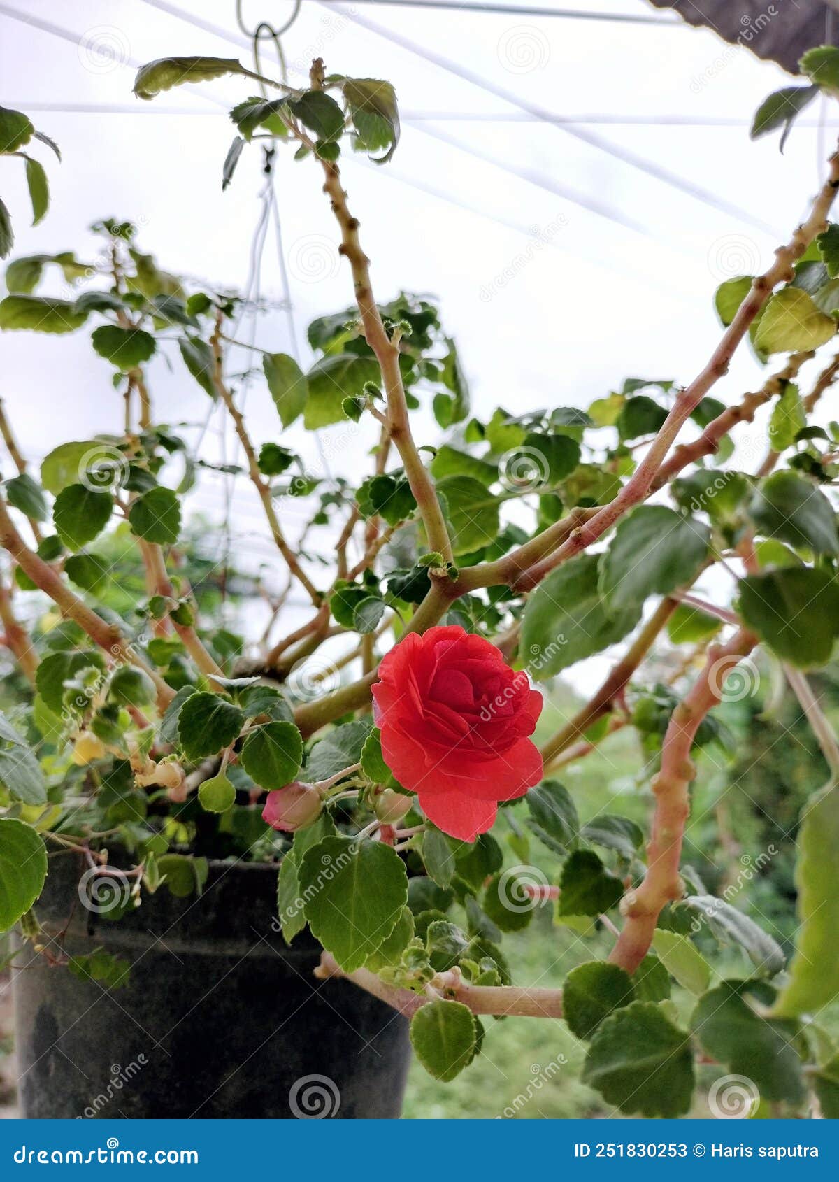 Plants in Hanging Pots are Blooming Red in the Morning Stock Image