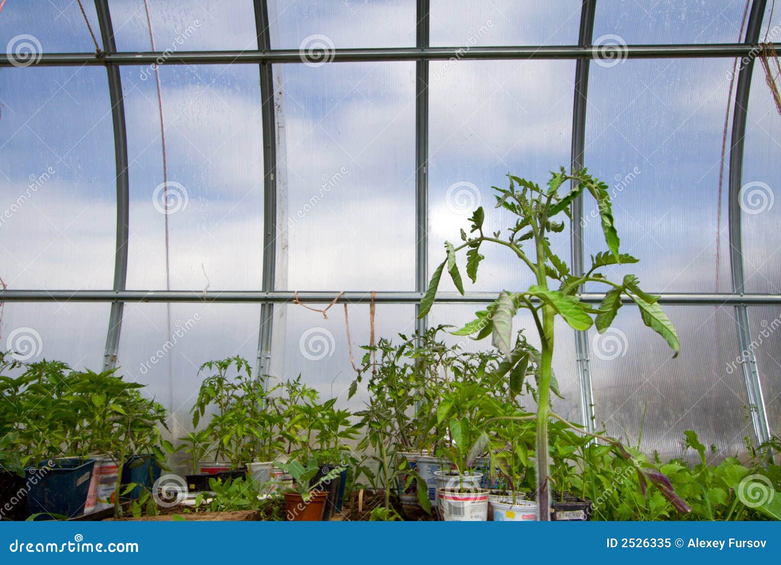 Plants in hothouse stock image. Image of gardening, plant 2526335