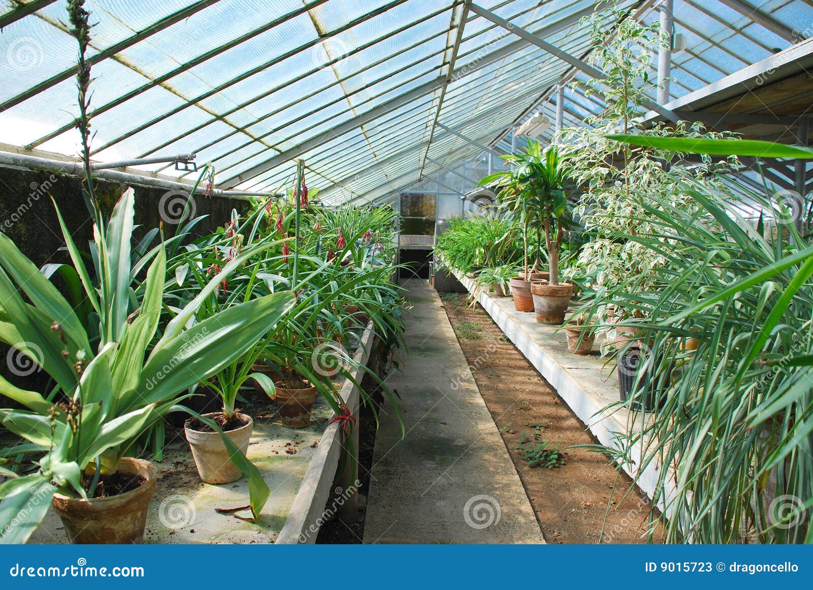 Plants in Hothouse stock image. Image of heat, plant, humid 9015723
