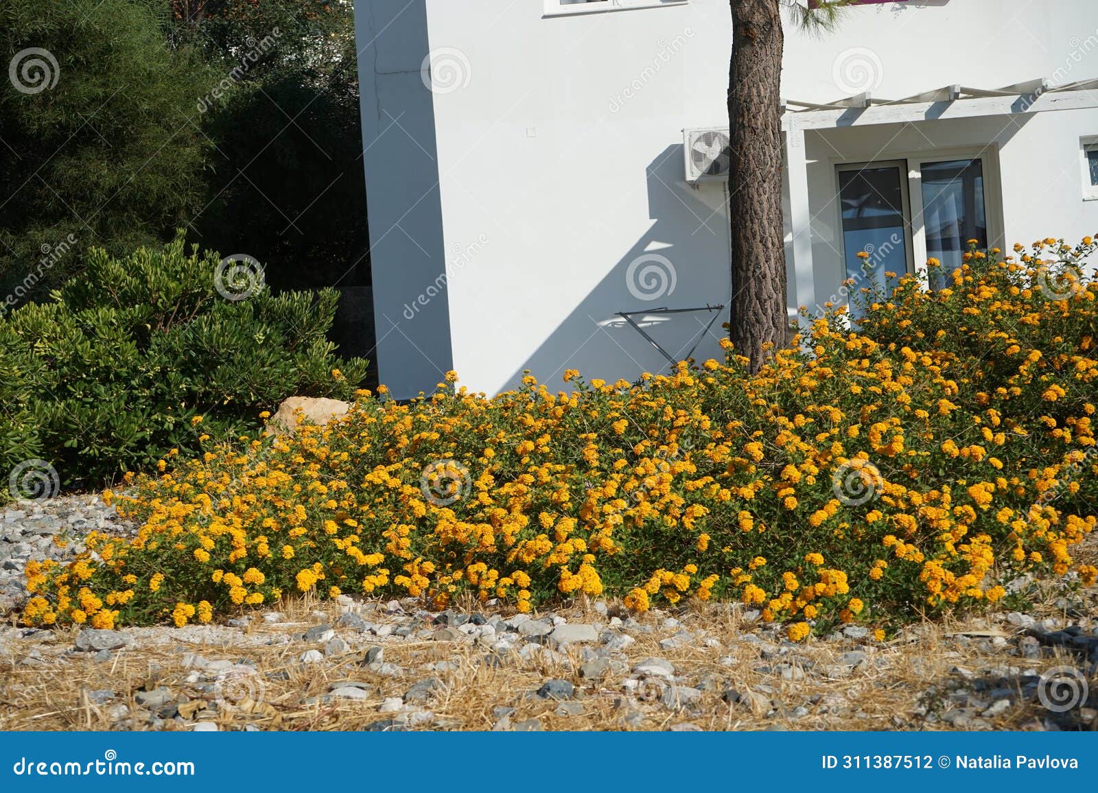 lantana camara blooms in august. rhodes island, greece