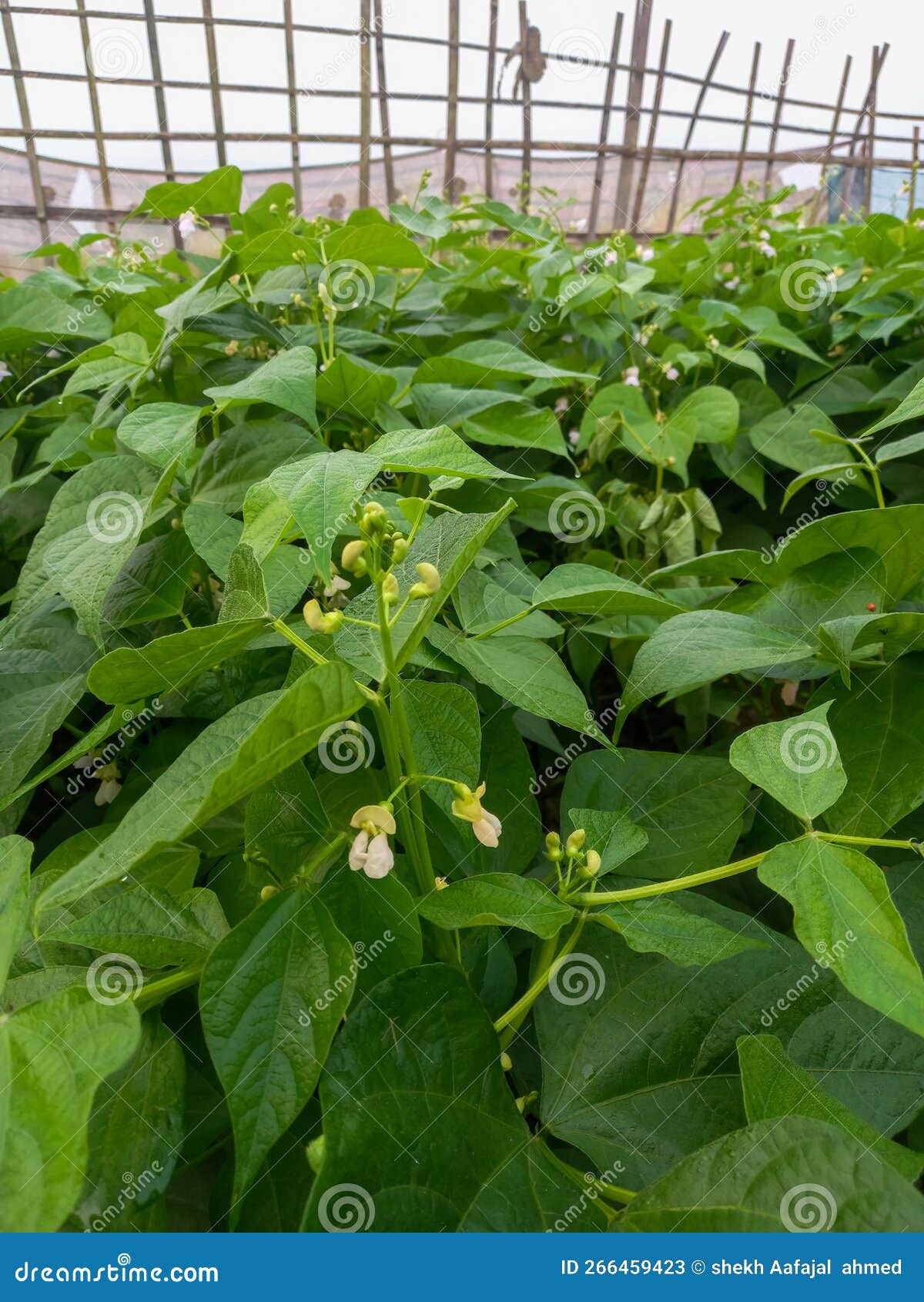 Plants of the Kidney Bean with Flowers on a Plantation, View from the