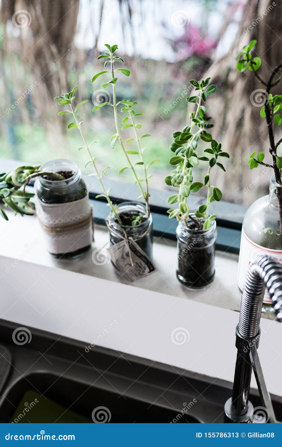 Plants on Kitchen Windowsill Stock Image Image of steel, variety