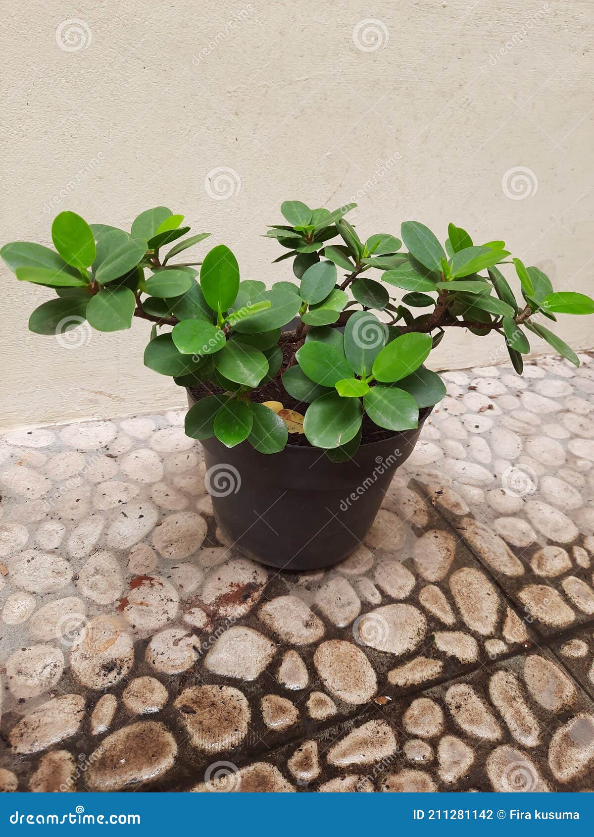 Plants of korean bonsai stock photo. Image of bonsai 211281142
