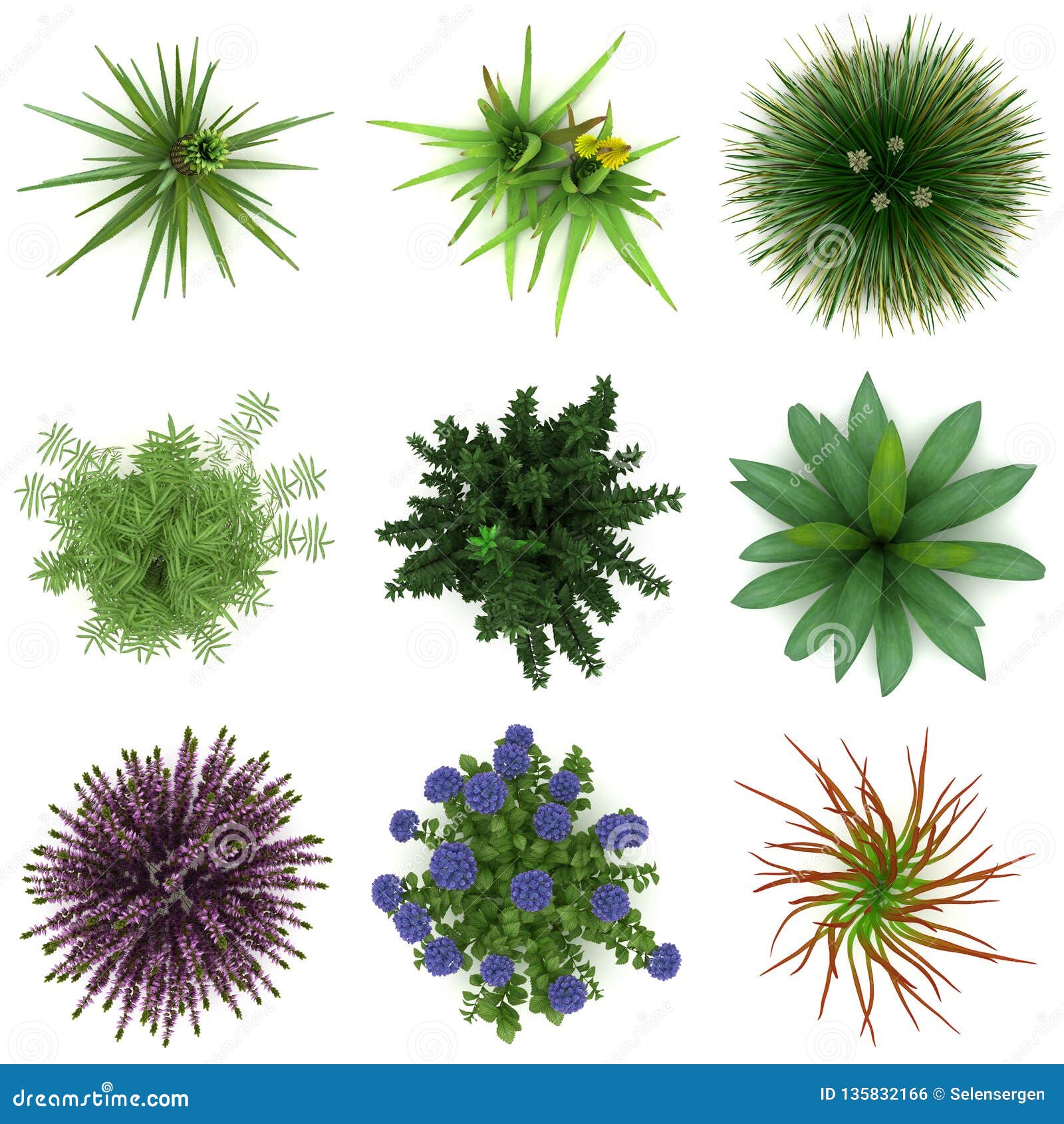 Plants for Landscaping stock illustration. Illustration of life - 135832166