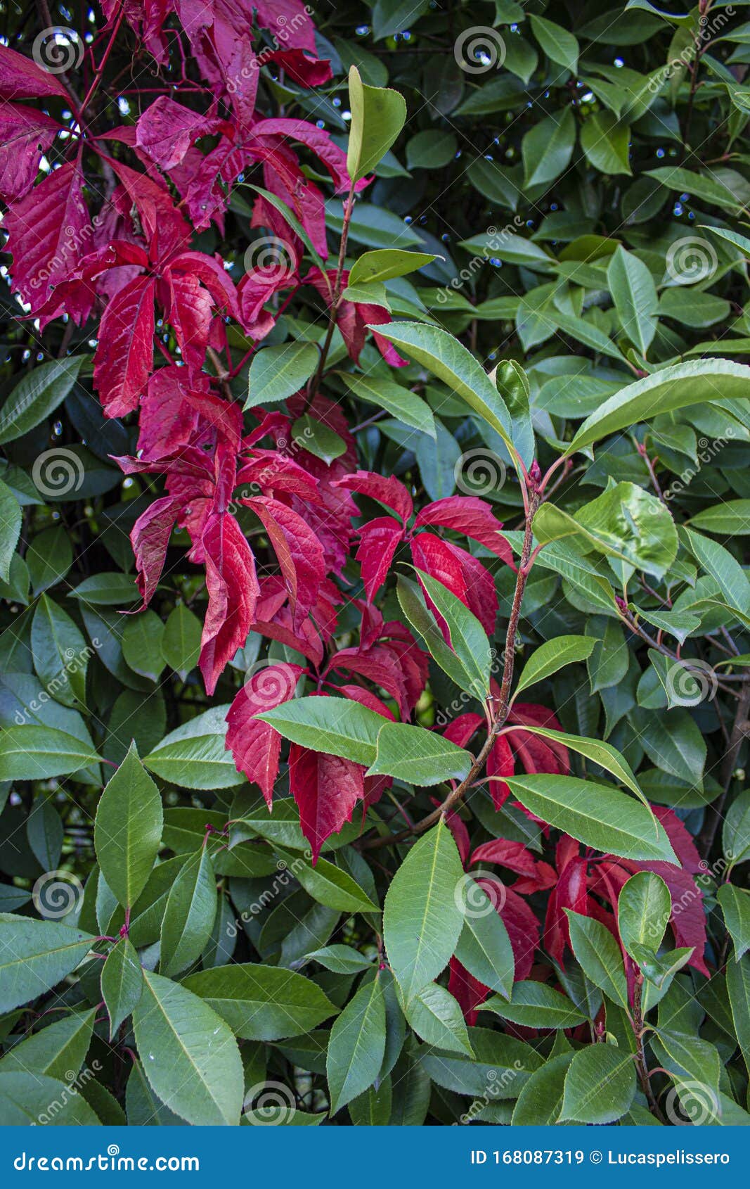 bright red and green leaves