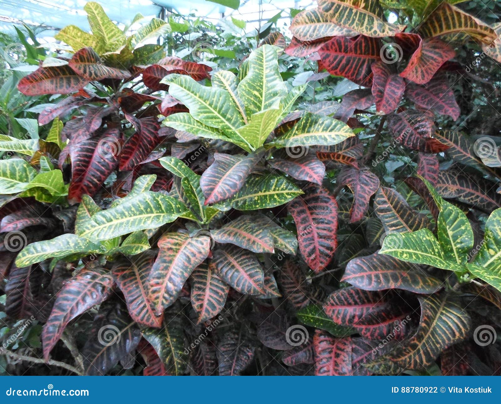 Plants with Large Multicolored Leaves, Croton, Codyium Stock Photo Image of kauai, garden