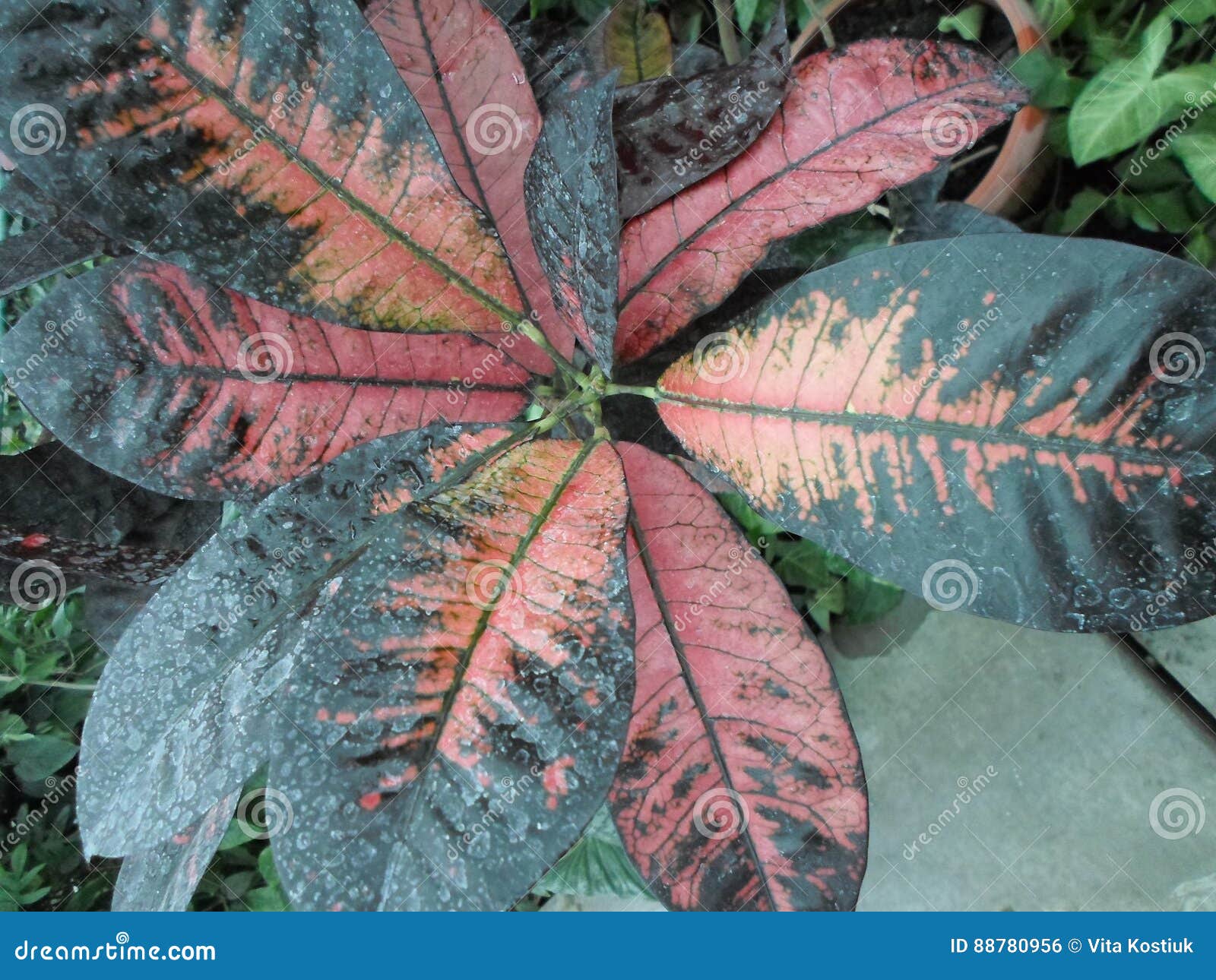 Plants With Large Multicolored Leaves, Croton, Codyium
