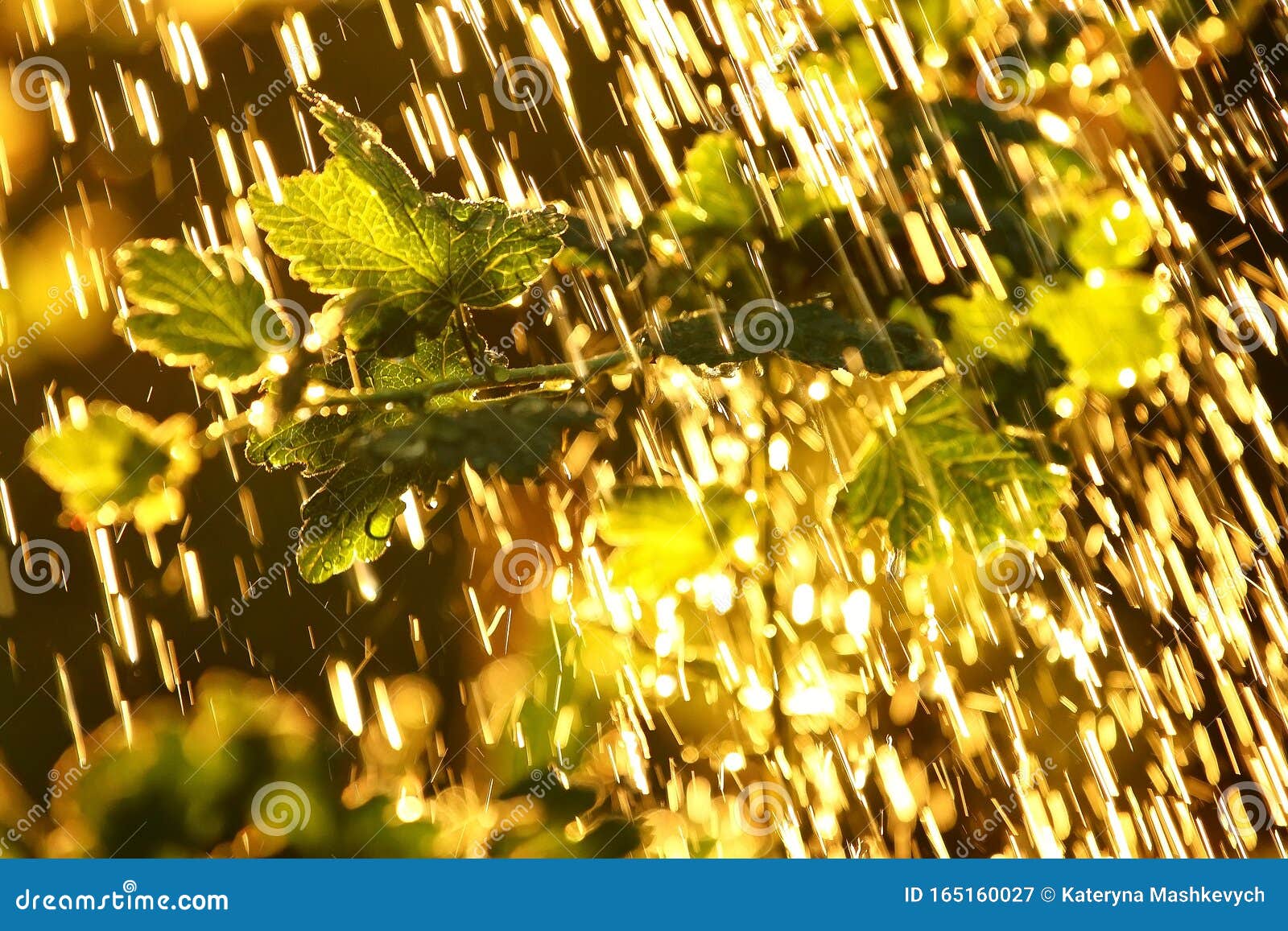 Plants Leaves Under a Heavy Rain Shower with Waterdrops in the Rays of