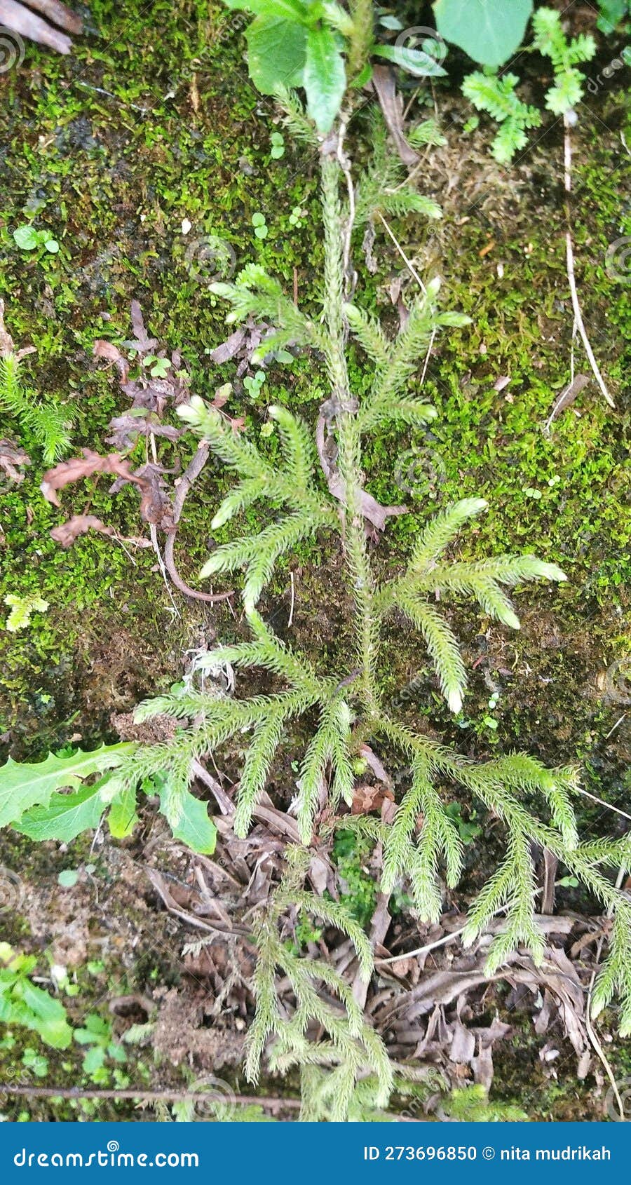 Plants that Live in Moist Soil Stock Photo Image of food, flower