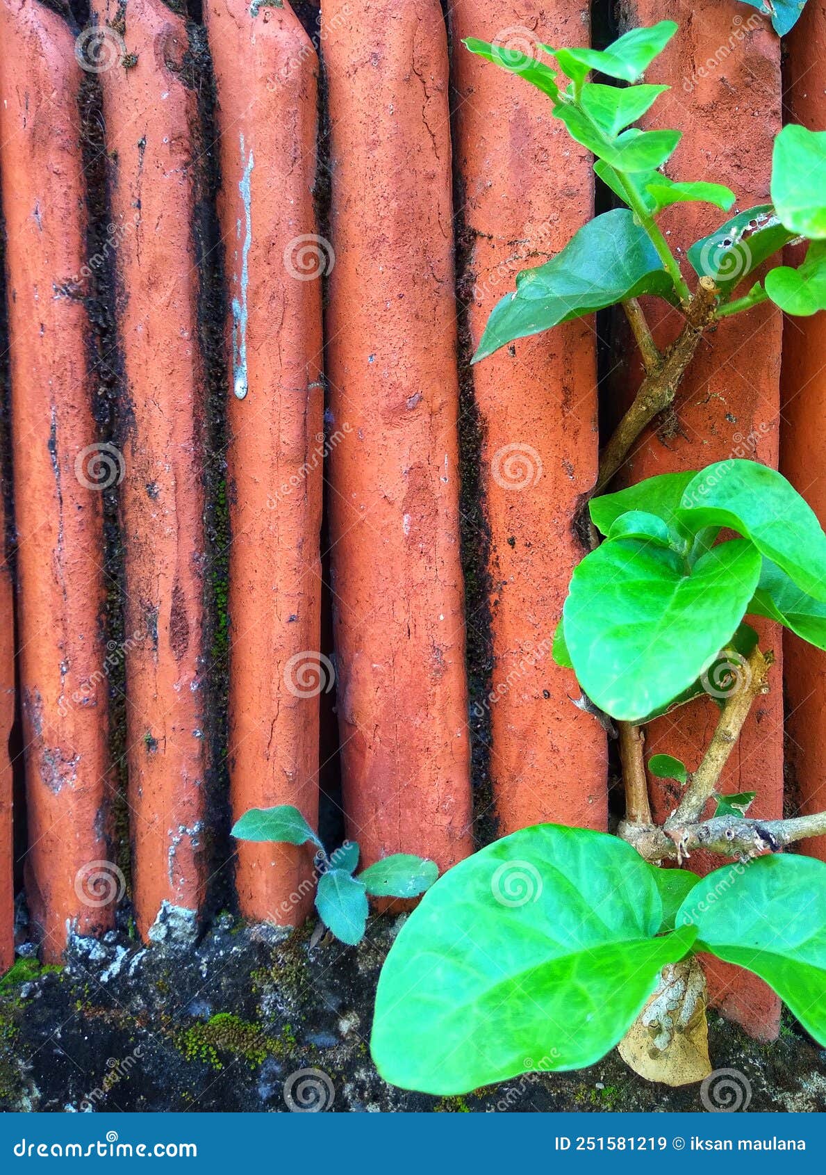 Plants that Live on the Wall Stock Image Image of flower, survive