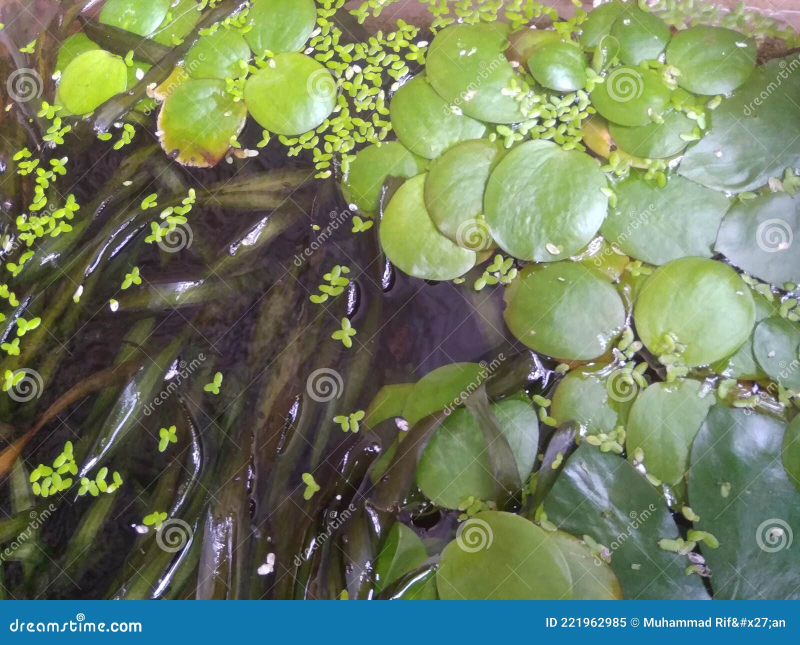 Plants that live in water stock image. Image of green 221962985