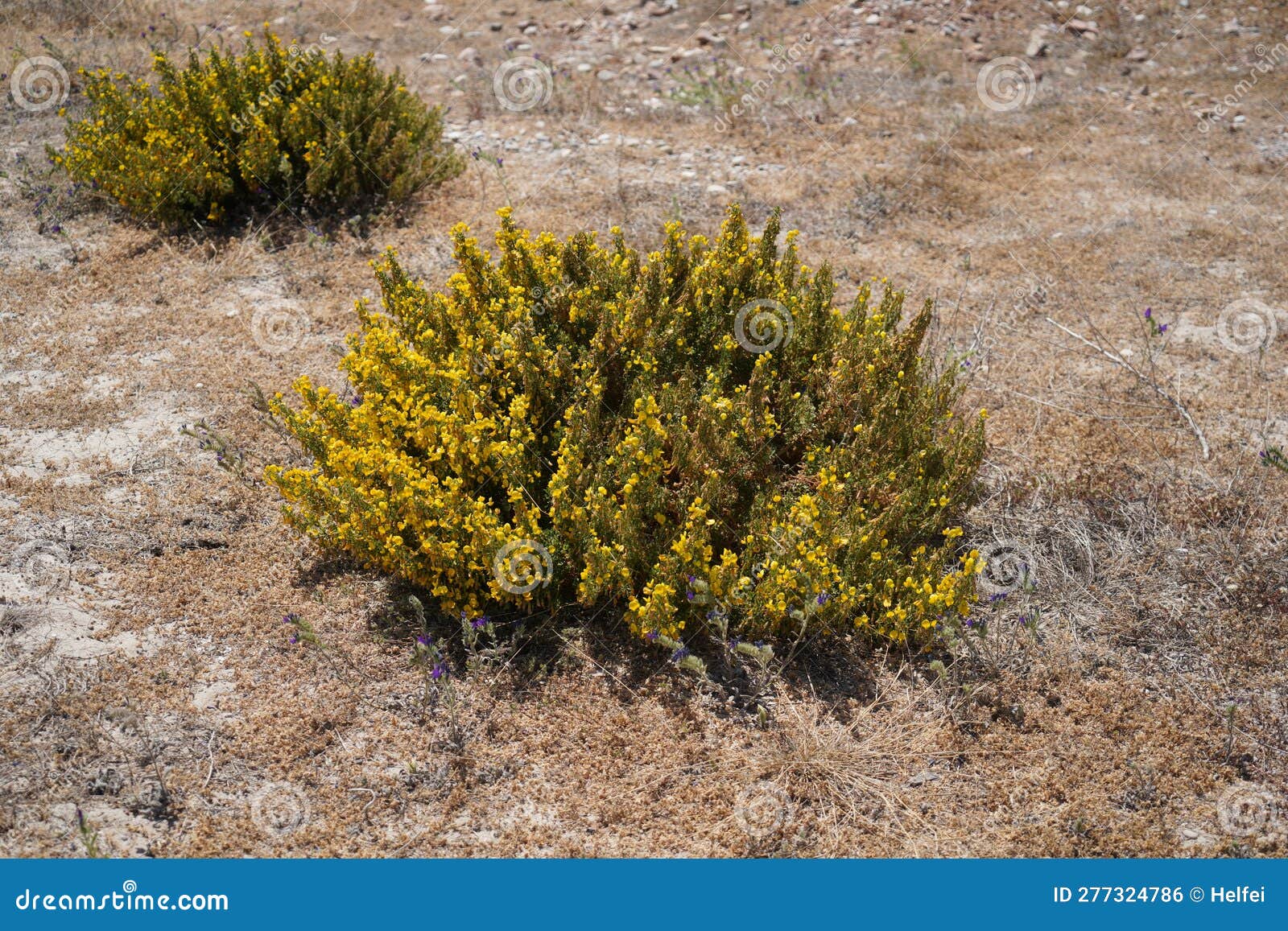 Plants on the Mediterranean Beach Growing in Sand Stock Photo Image