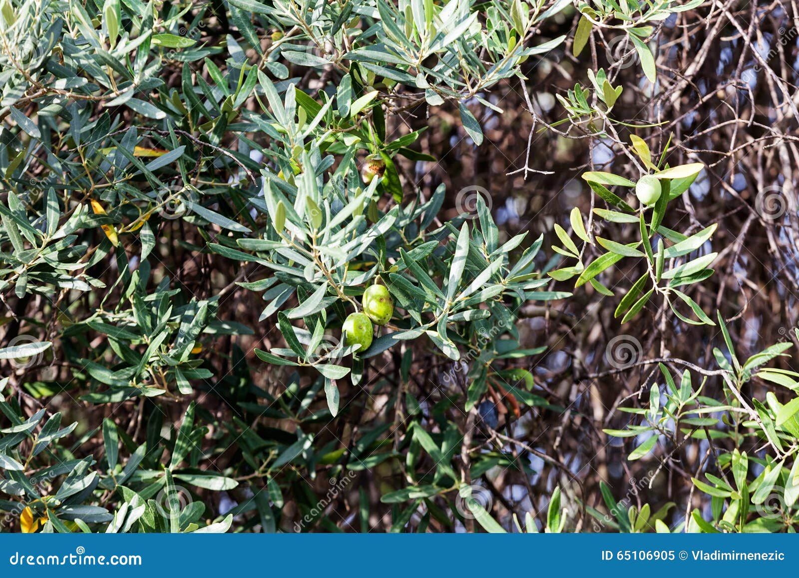 Plants at Mediterranean Seaside Stock Image Image of color, fresh