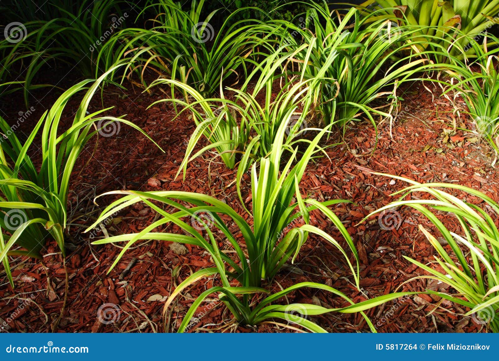 Plants in Mulch stock photo. Image of garden, green, plants 5817264