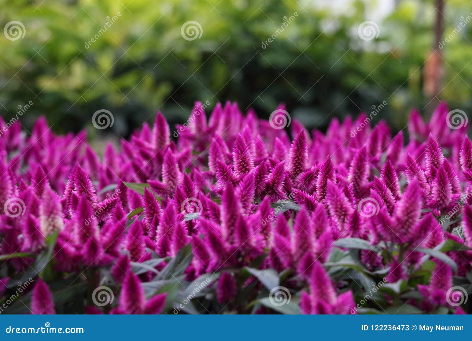 Flowers in a nursery stock image. Image of nursery, purple 122236473