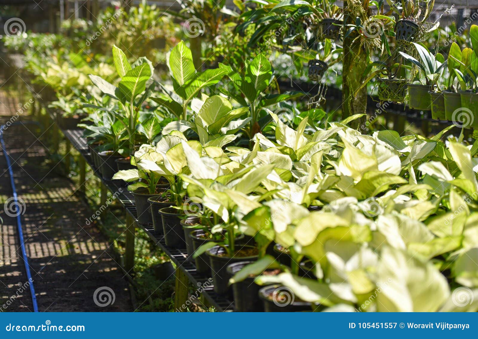 Plants nursery stock image. Image of house, potted, culture 105451557