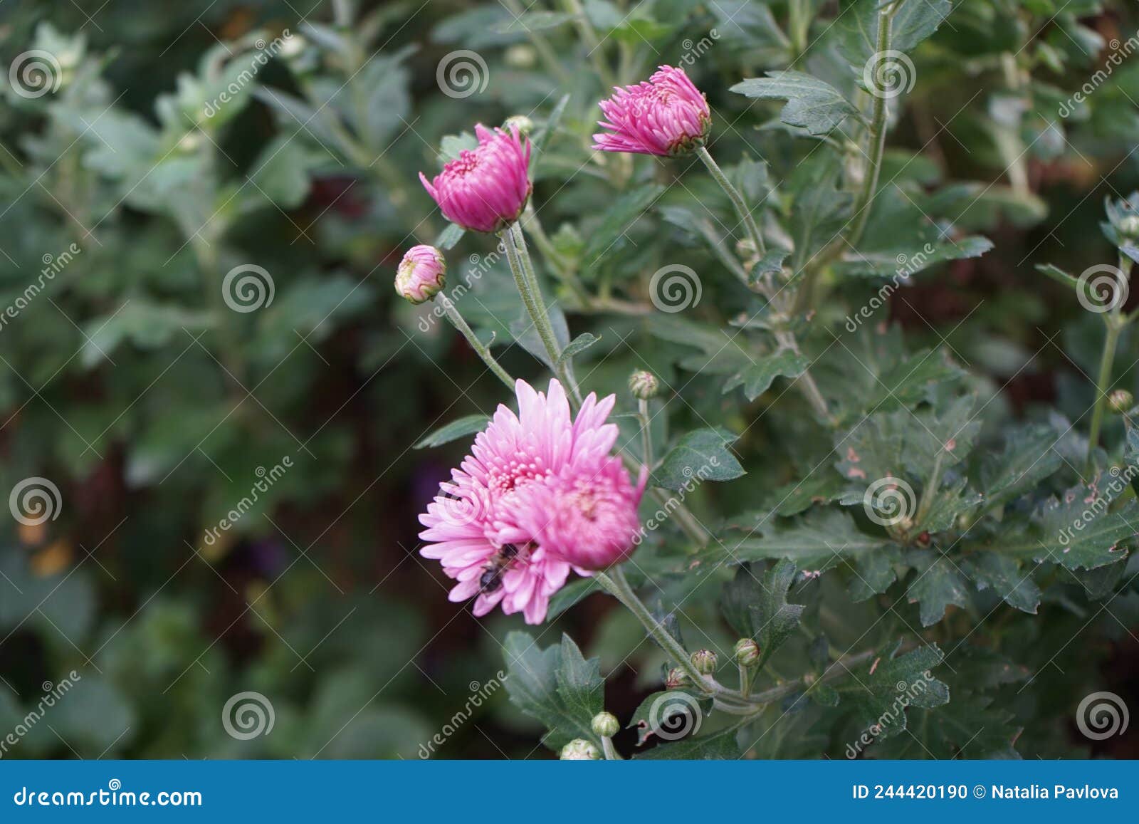 a bee on the flowers of winter-hardy pink chrysanthemums in the garden. chrysanthemums are flowering plants. berlin, germany