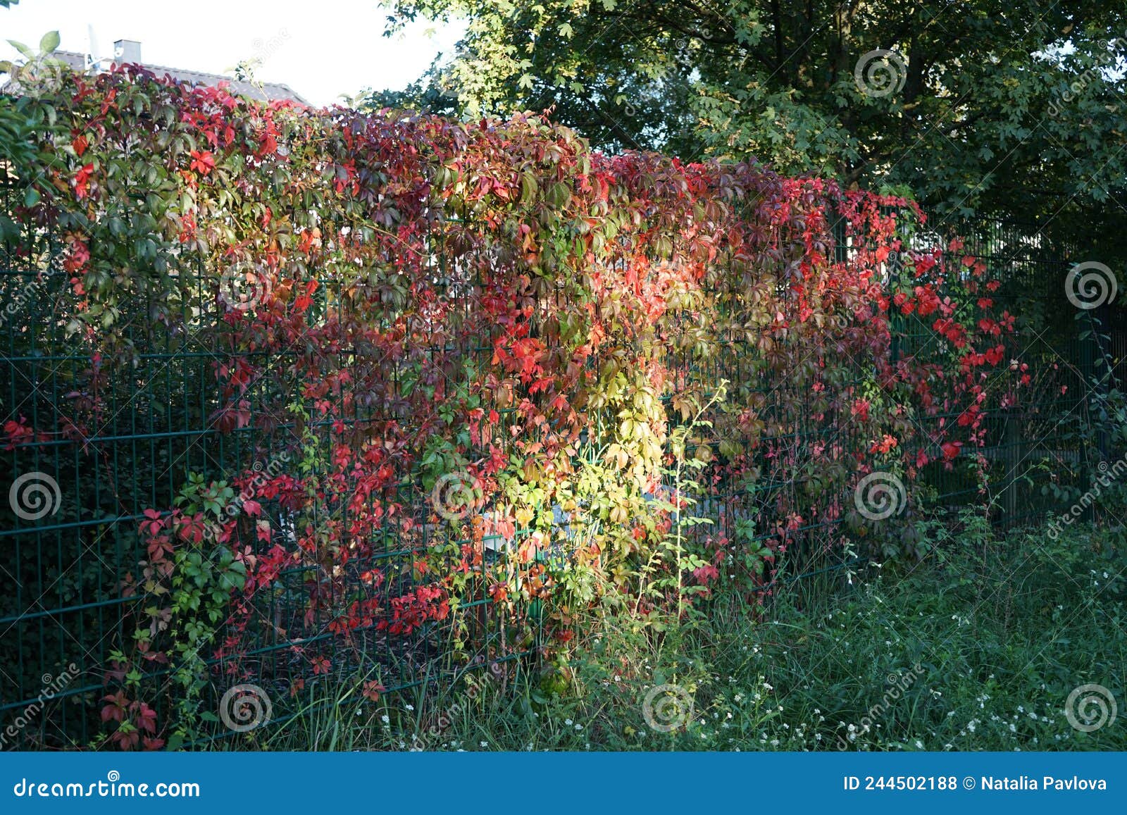 Parthenocissus quinquefolia