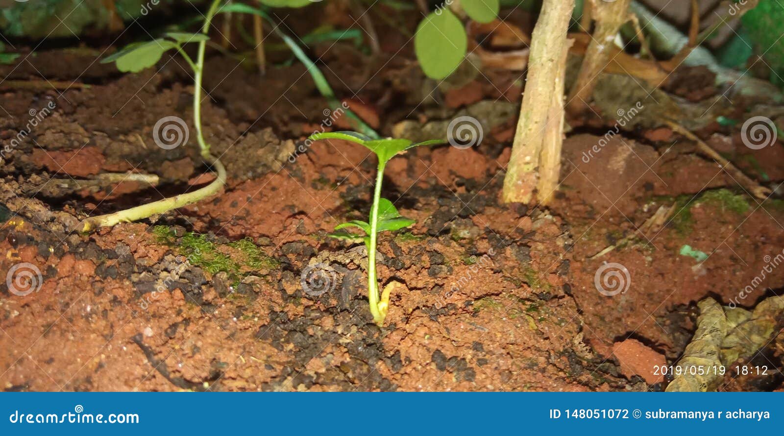 Plants stock photo. Image of leaving, plants, nature 148051072