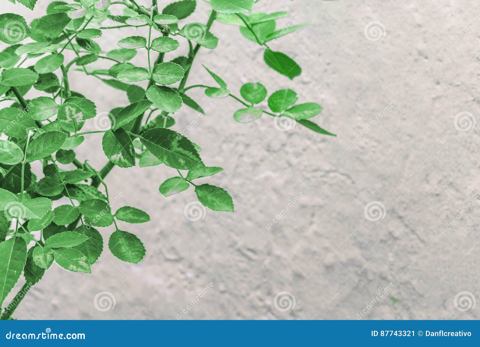 Plants Over Wall Background Stock Image - Image of botanical, leaves