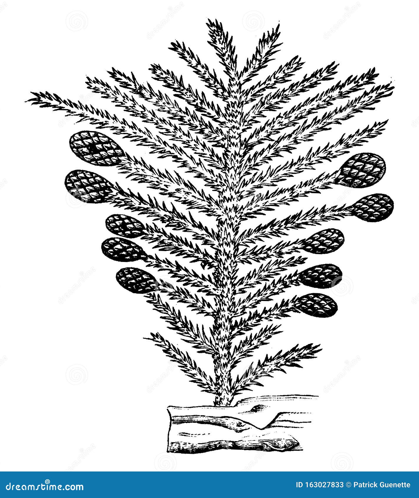 permian period plants