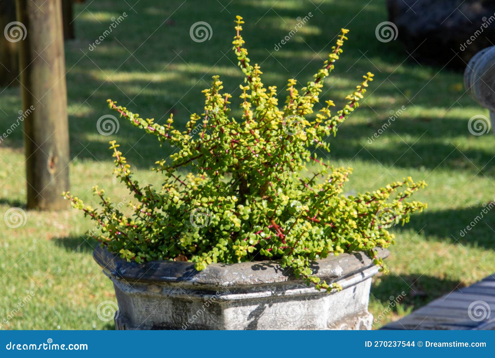 Plants in Pots in a Cottage Garden Stock Photo Image of container, scenario 270237544