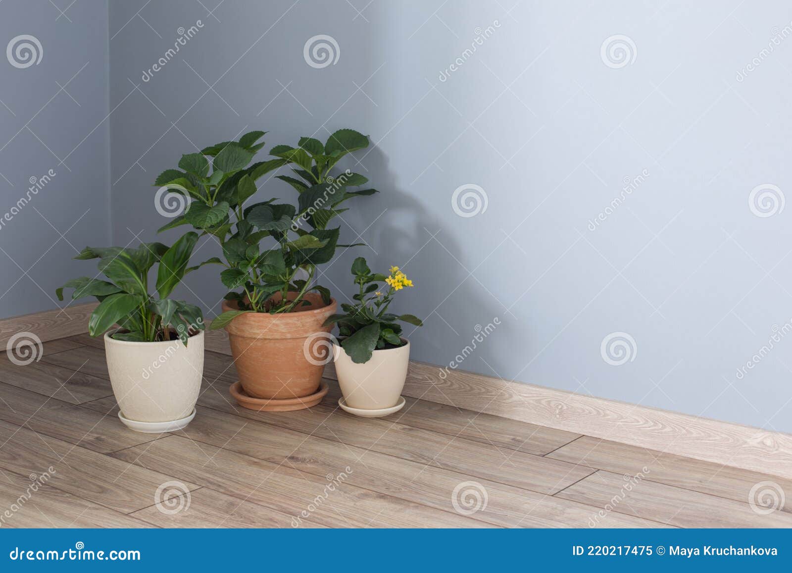 Plants in Pots on Wooden Floor Indoor Stock Image Image of nature