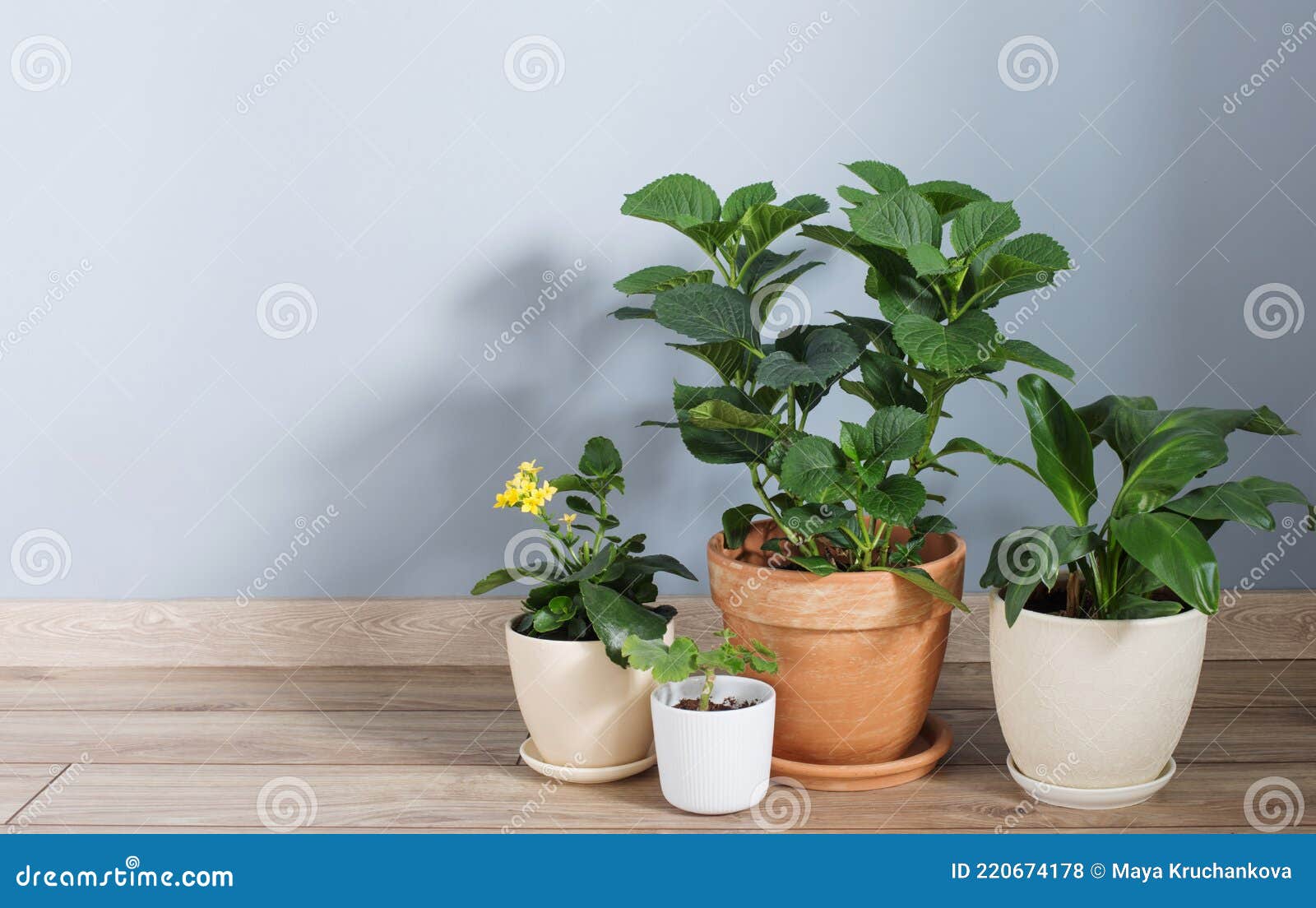 Plants in Pots on Wooden Floor Indoor Stock Photo Image of design