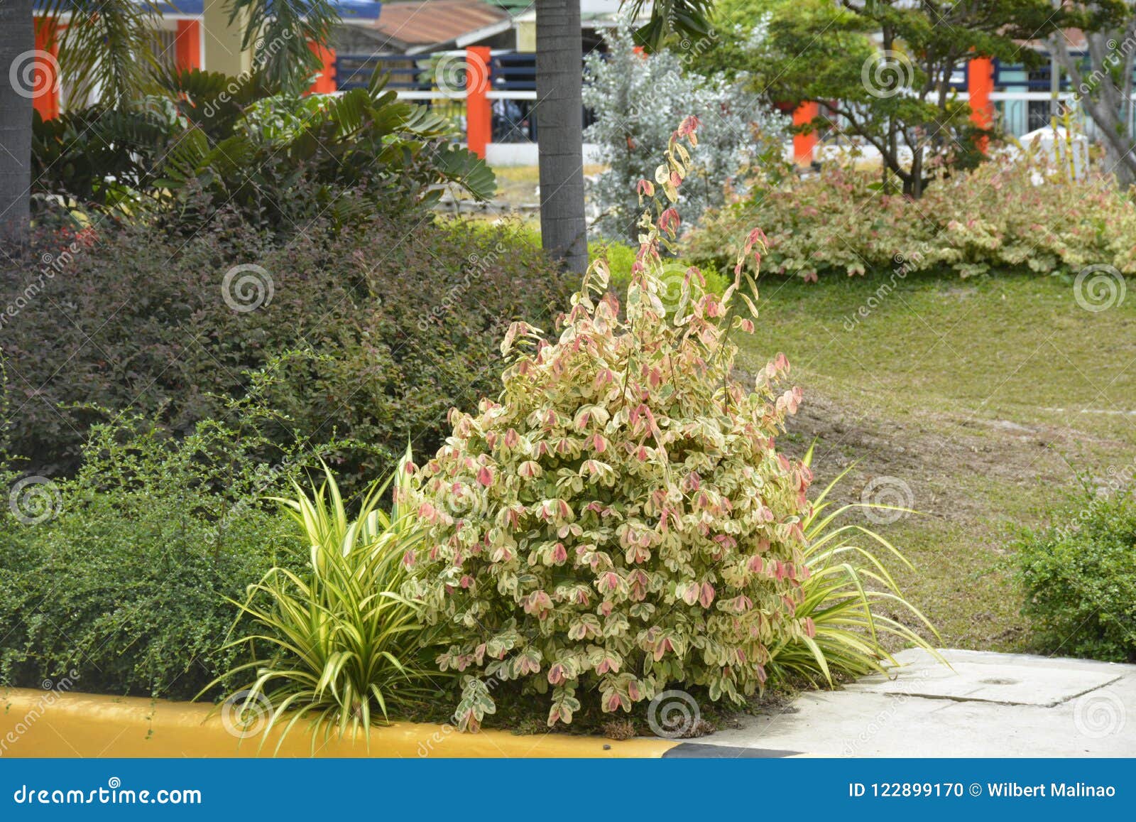 plants in the premises of dpwh office, digos city, davao del sur, philippines