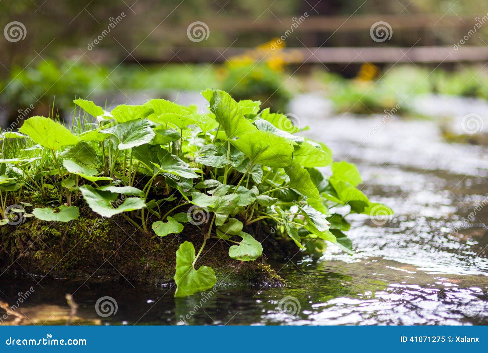 Plants on the river stock image. Image of plant, mountain 41071275